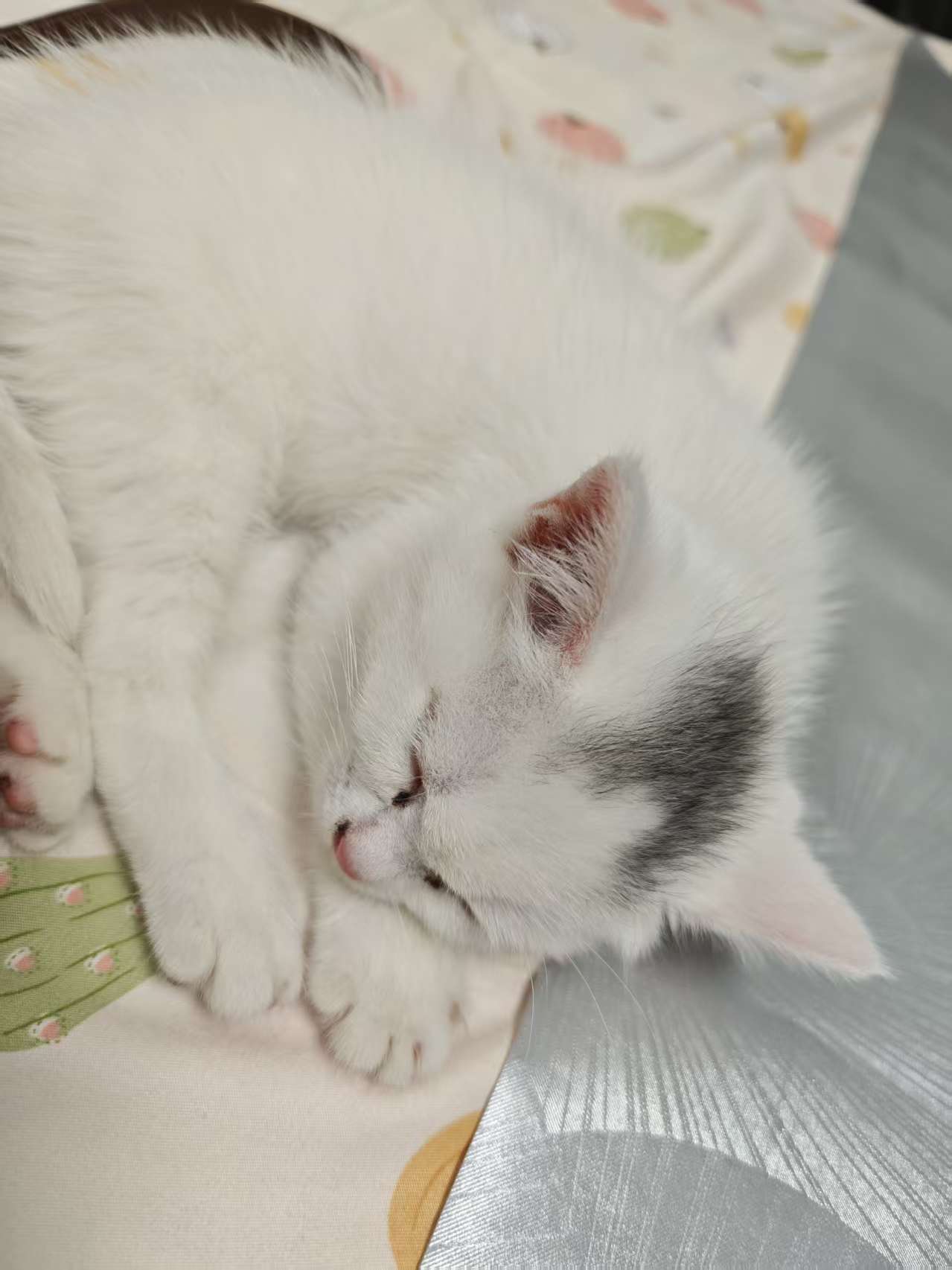 小猫咪